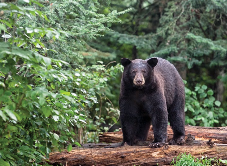 black_bear_-national_parks Black Bear
