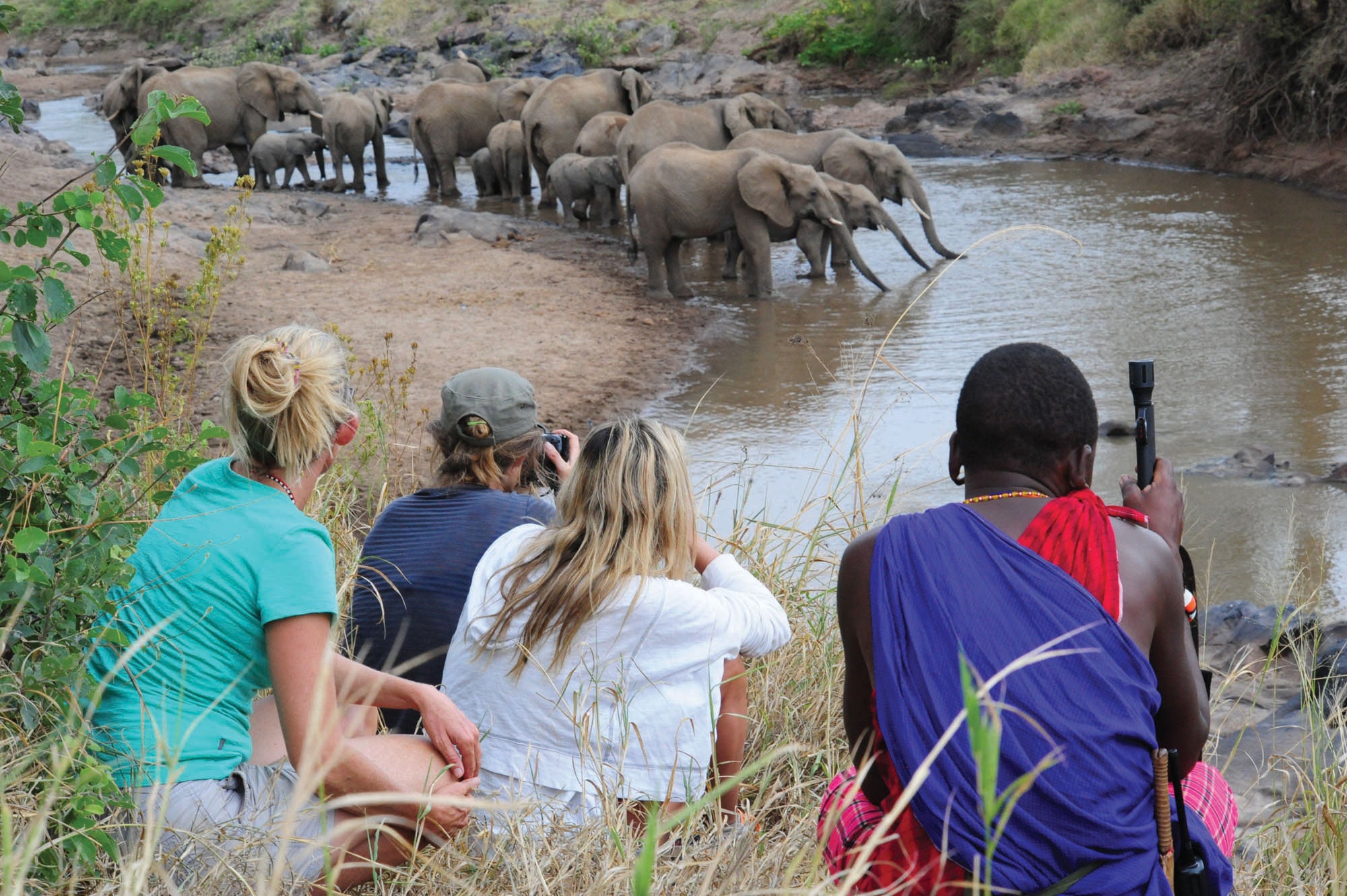 "Karisia Walking Safaris Elephants"