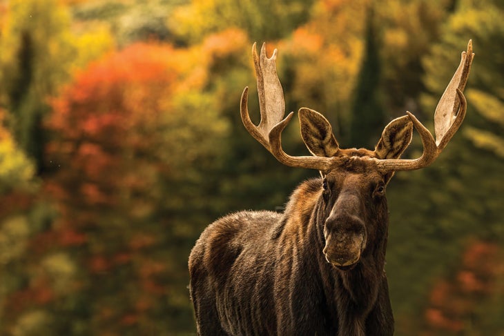 moose_-national_parks Moose