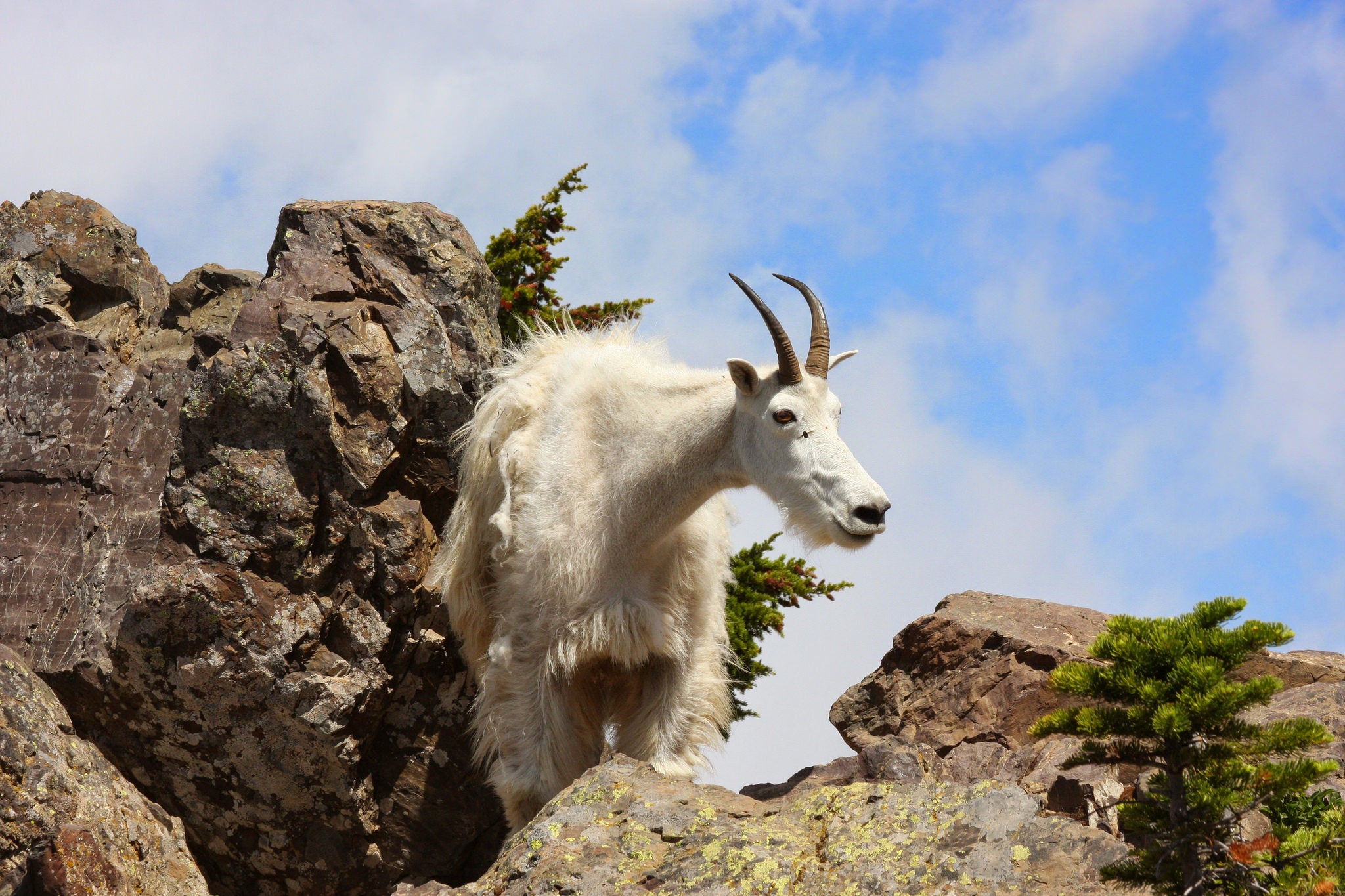 "mountain goat"