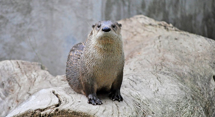 otter None