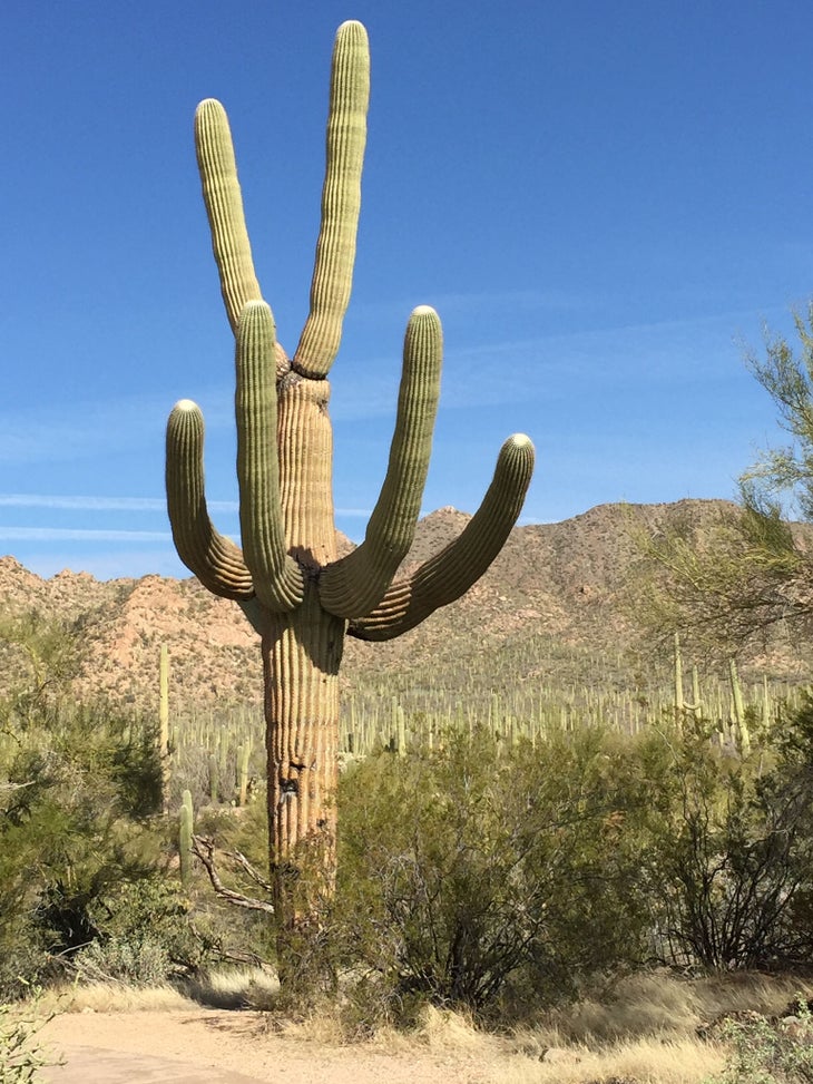 saguaro np None