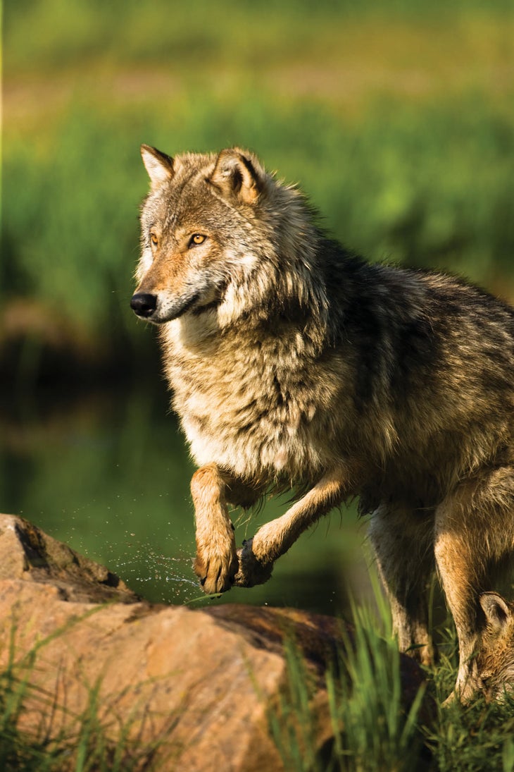 Wolf_-national_parks Wolf