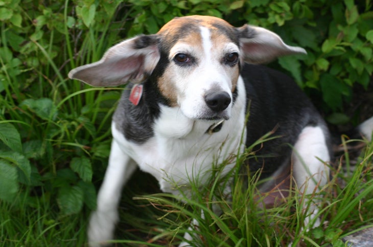 hiking with your dog in heavy undergrowth