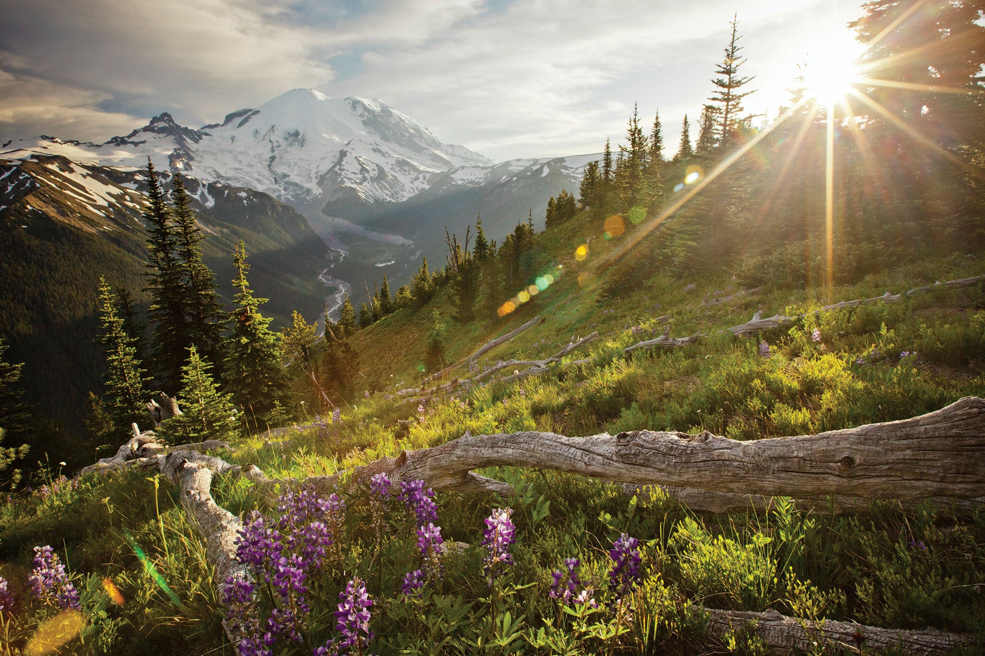 "Mt. Rainier’s northeast face from the Wonderland Trail"