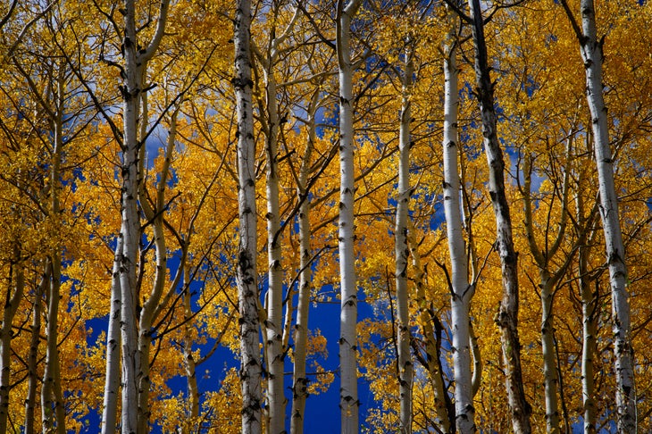 donald-giannatti-718010-unsplash Durango, hike the Colorado Trail
