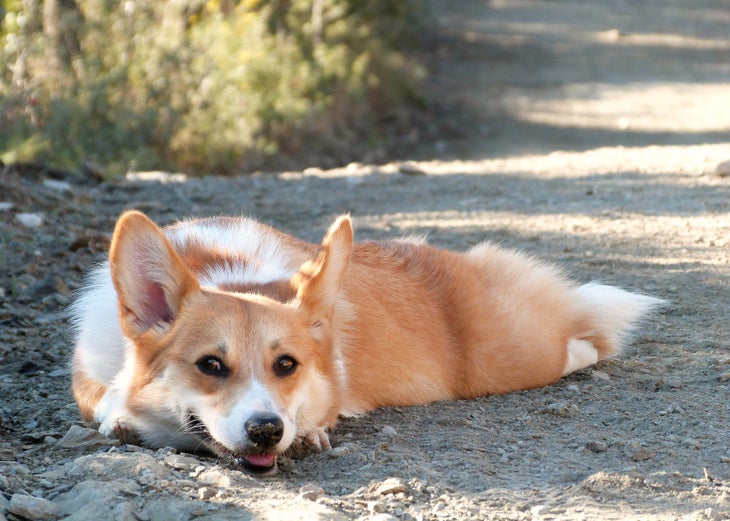 taking rest breaks while hiking with dogs