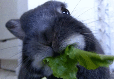 healthy rabbit None