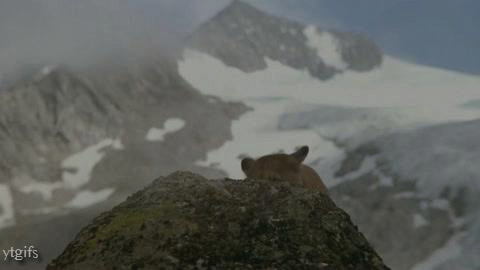 mountain lion None