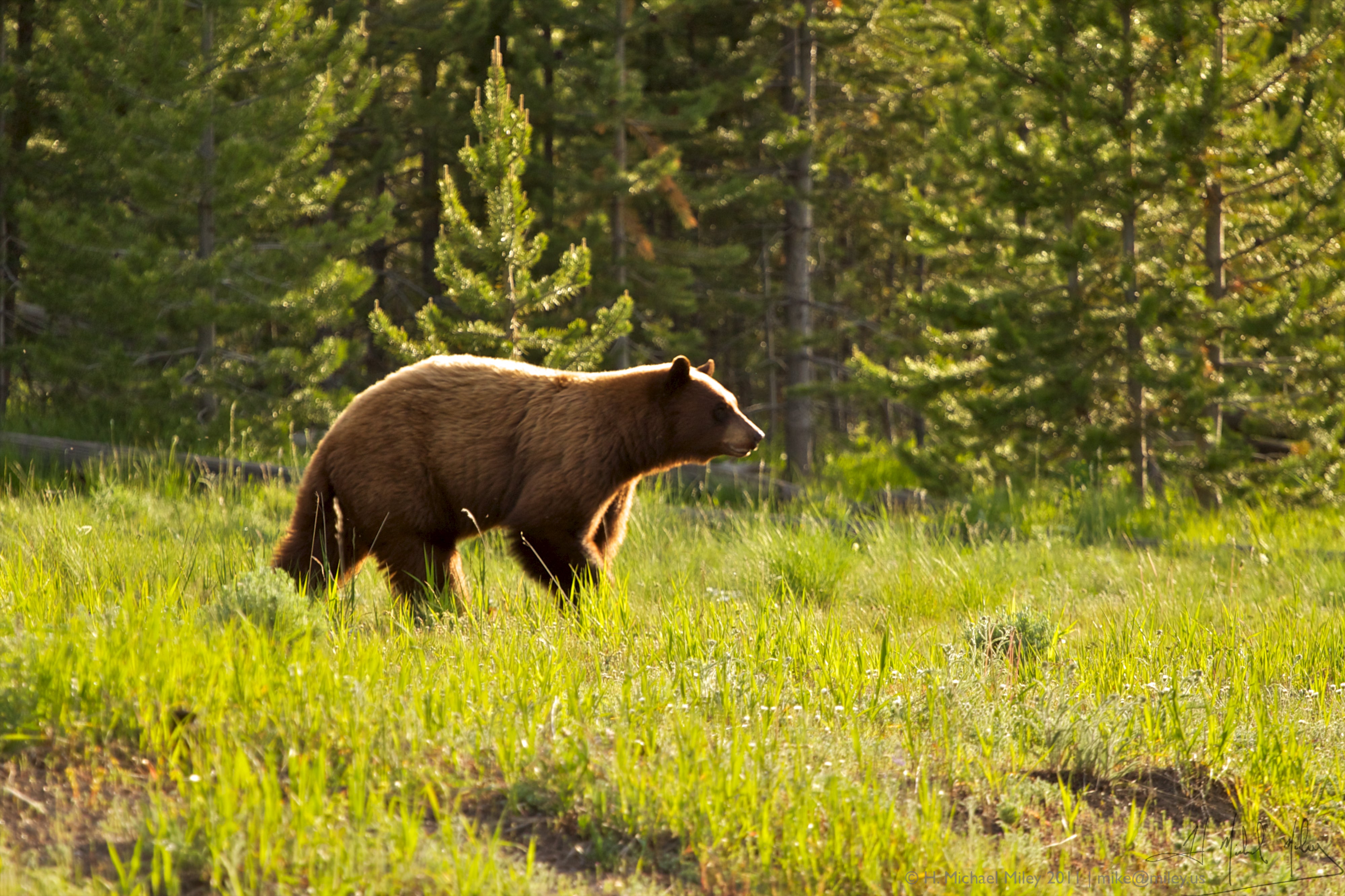 "Courtesy of Gregory \"Slobirdr\" Smith via Flickr"