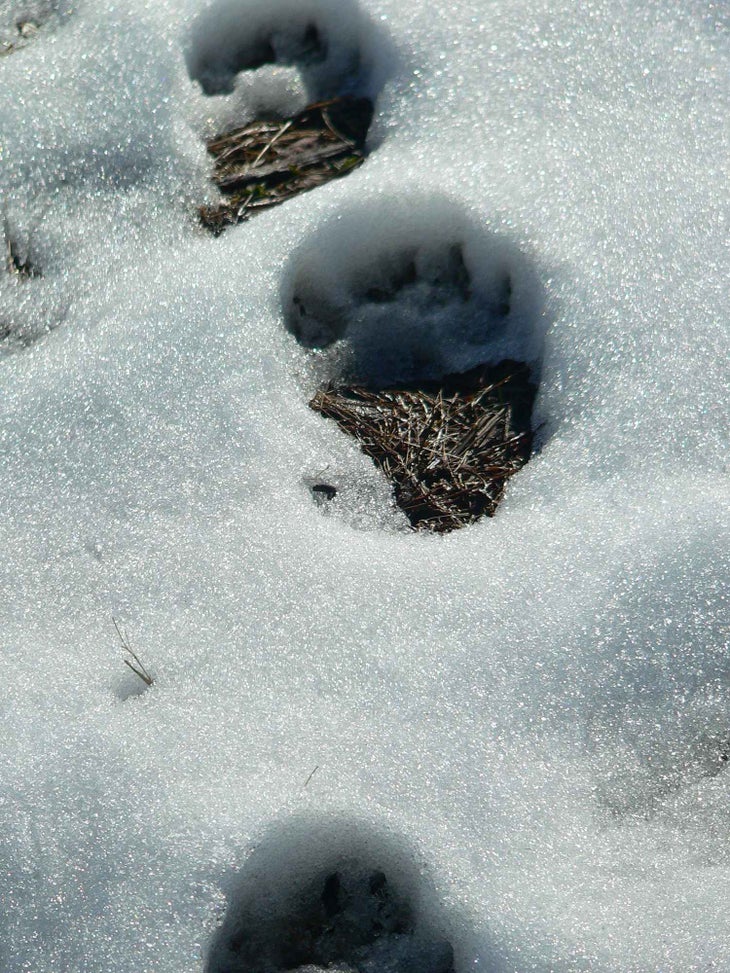 bear tracks Black Bear Track