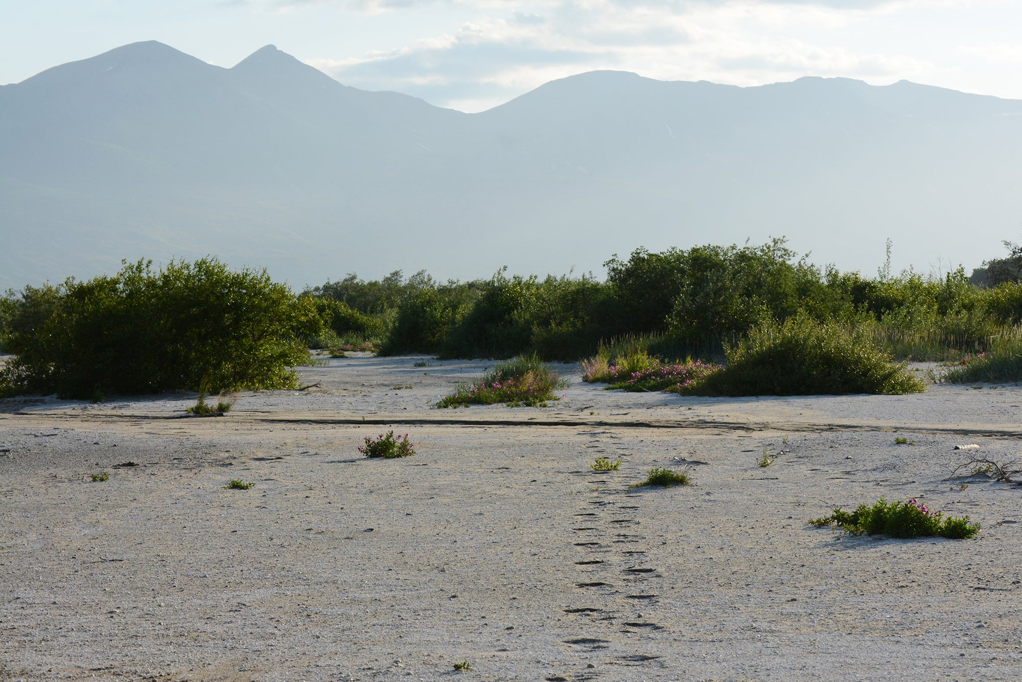 "Grizzly Tracks Katmai"