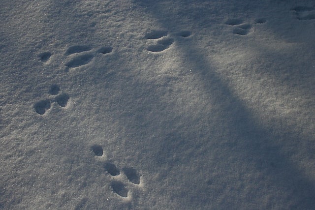25 Animal Tracks In Snow Identification Uk | Murninara