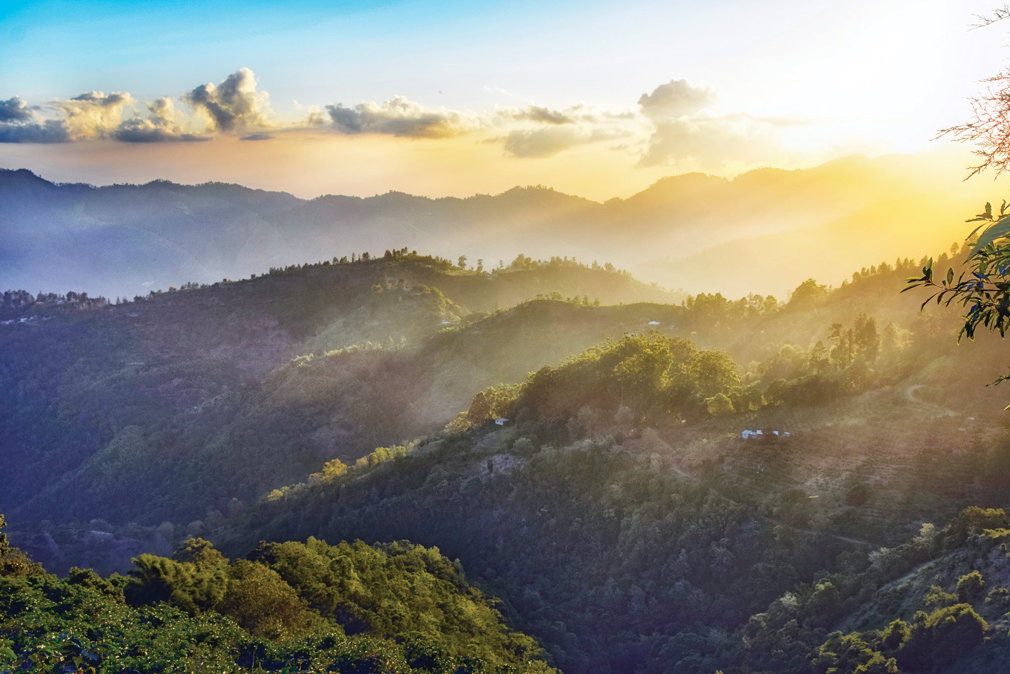 "Jamaica blue mountains"