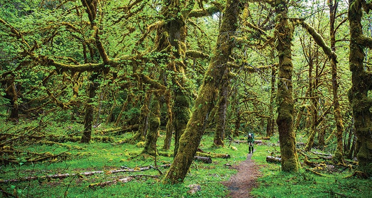 0816NOW_DEST_Tandem31892366_gn Quinault River Trail