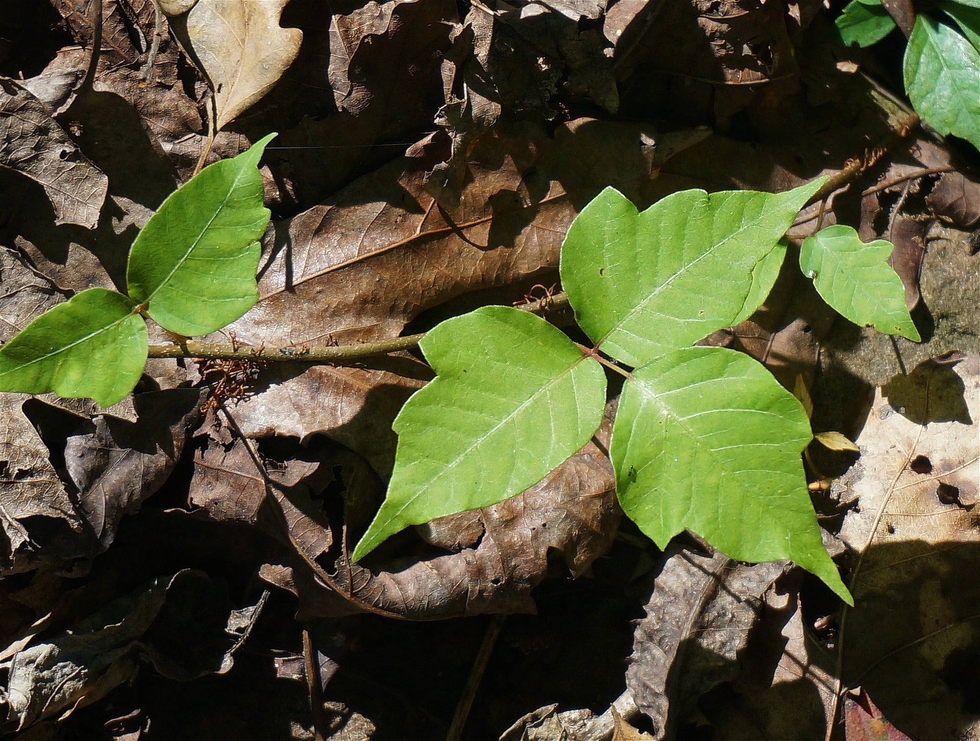 "identifying poison ivy"