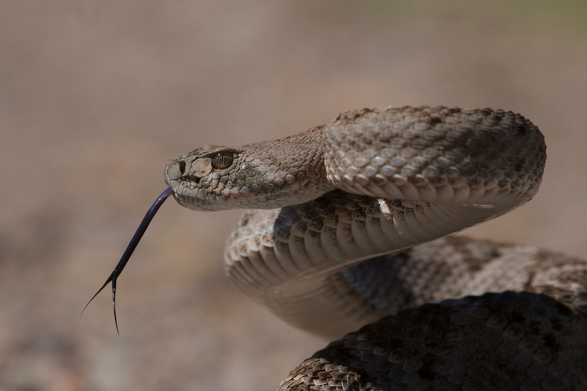 "Rattlesnake"