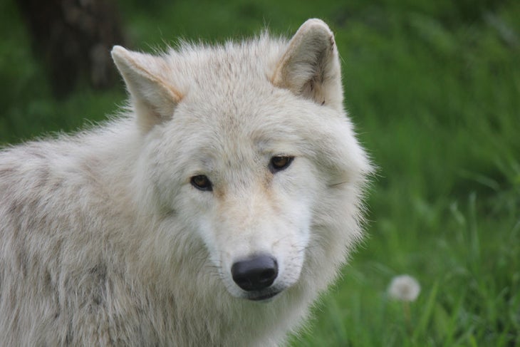 arcticwolf arctic wolf