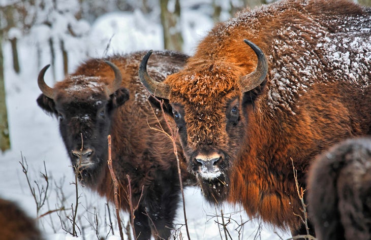 Bialowieza Forest Bison Bison dusted with snow in the Bialowieza National Park of Poland.