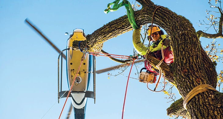 BP0316JOBS_Arborist_FOLO001415HermannErber_LOOK-foto_AU_750x400 arborist