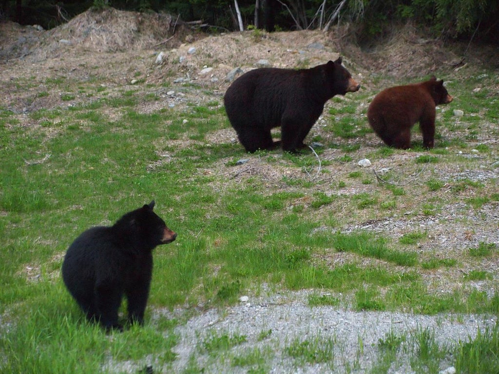 "black bears"