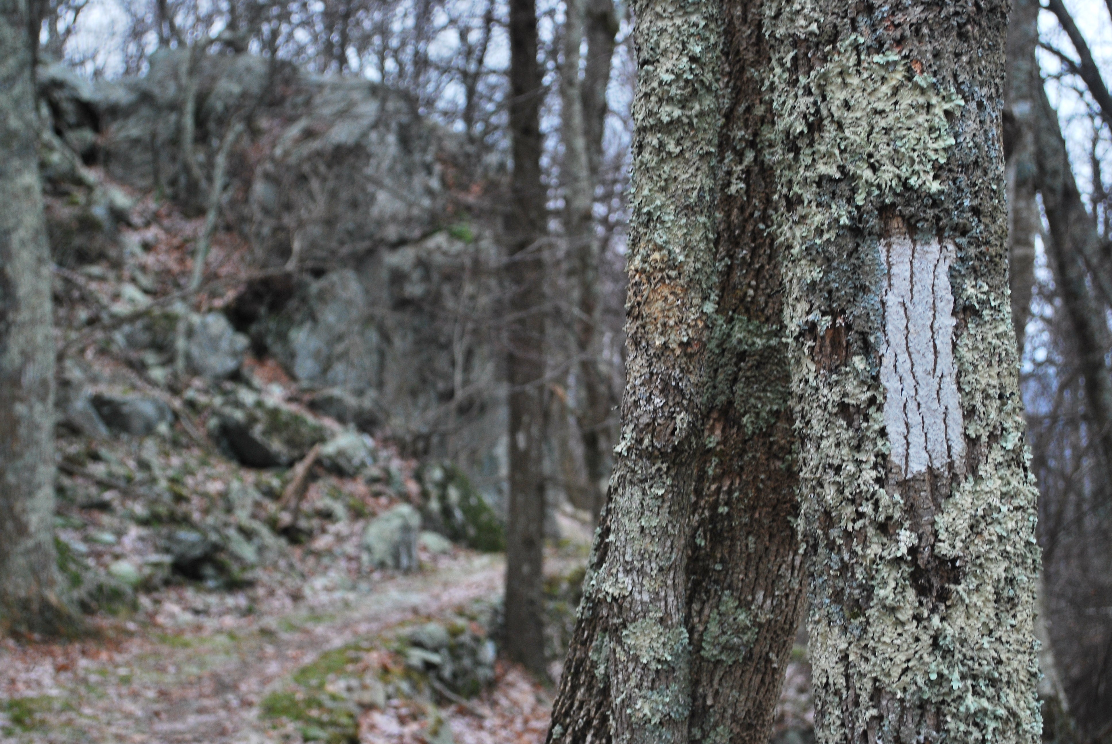 "Appalachian Trail Blaze"