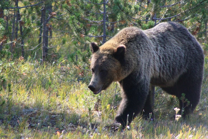 6951618736_c3c5cabfea_k Grizzly