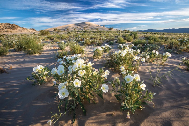0519_BLM_CaldizBWick Cadiz Dunes