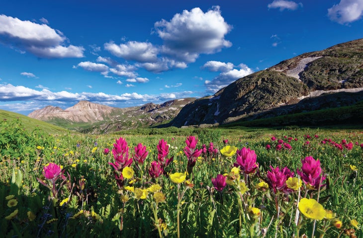 0519_BLM_SIlvertonJStrother field with wildflowers