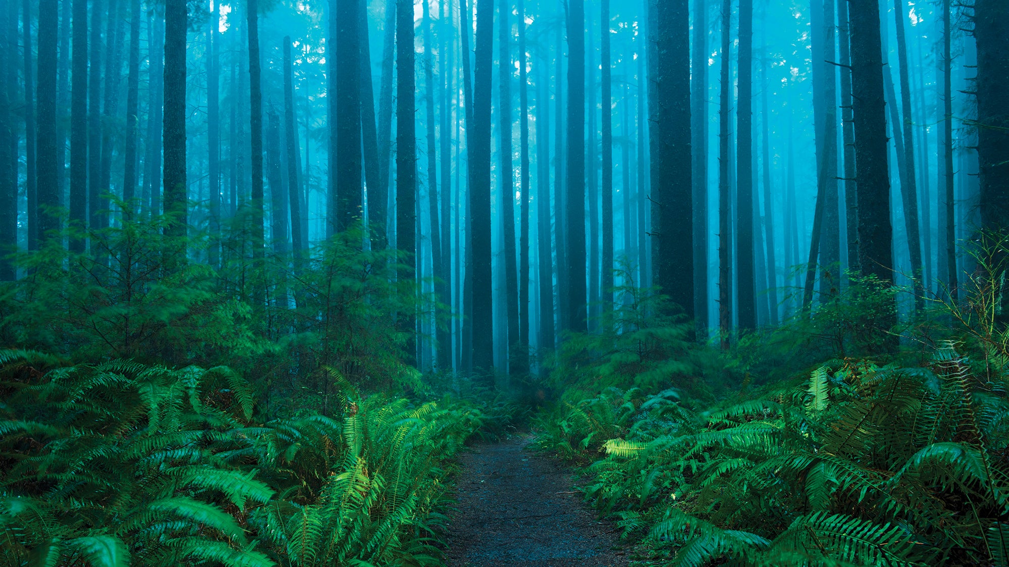 "elwha river olympic national park"