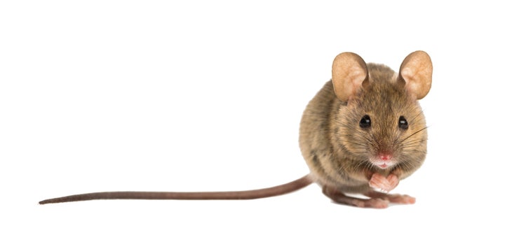 Mouse None