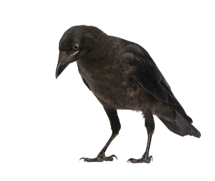 Raven None