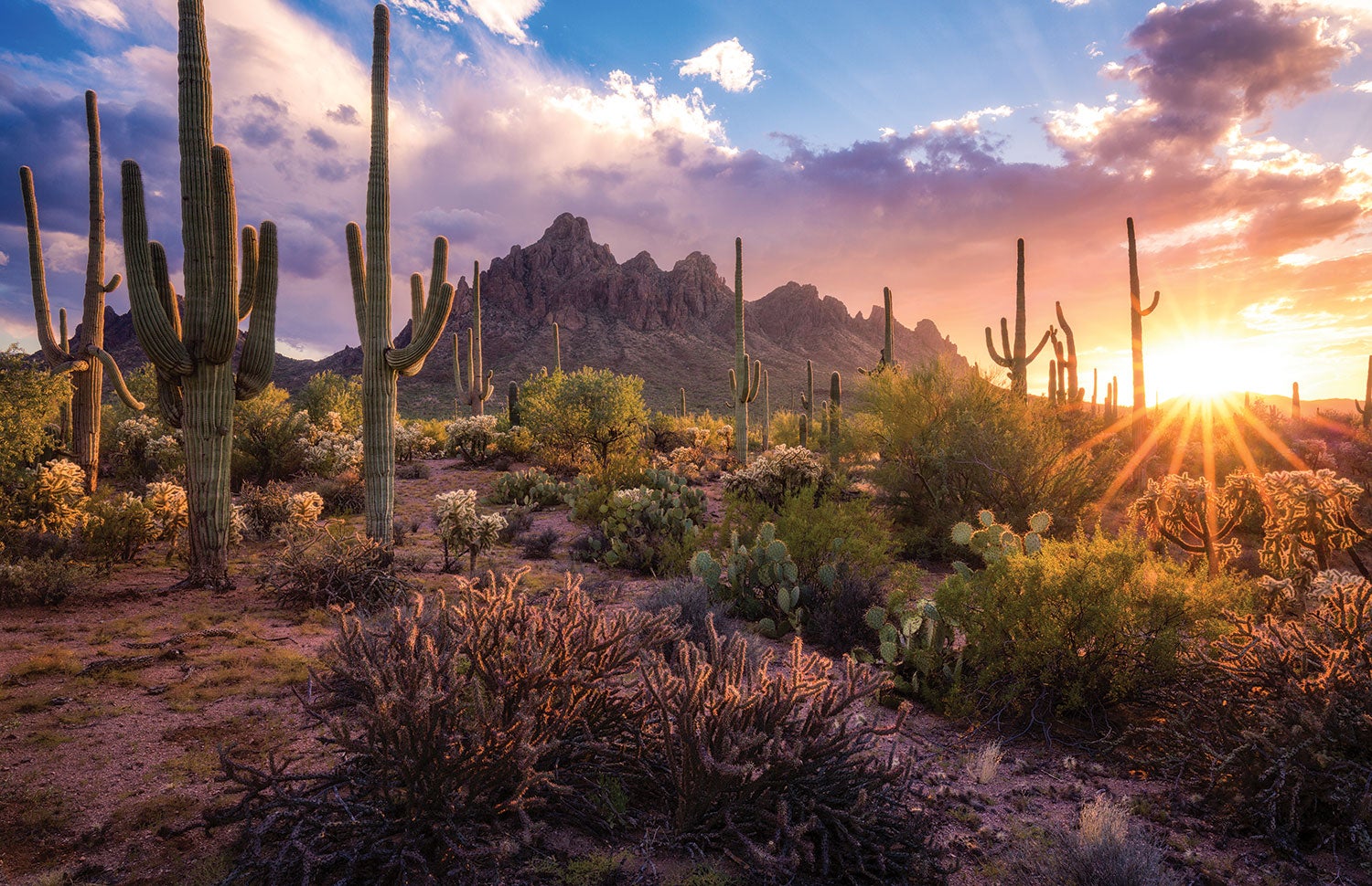"Ironwood National Monument"