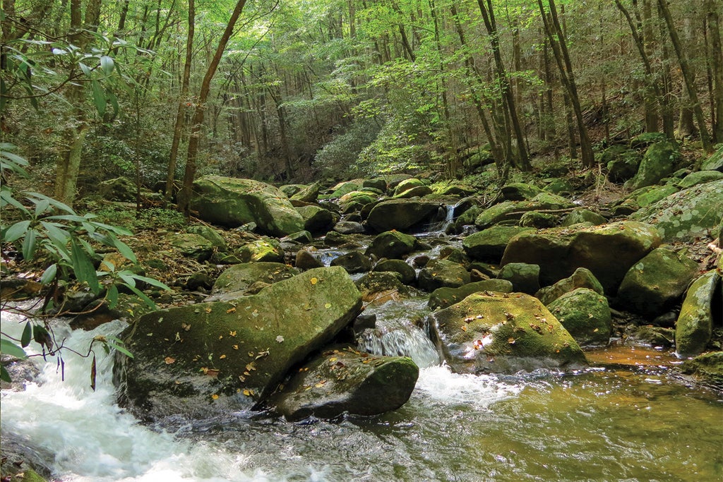 Hike the Cohutta Wilderness in Trails