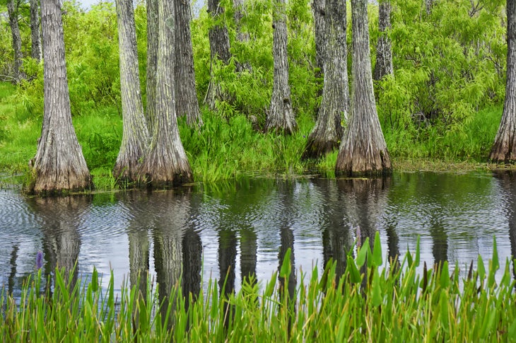 iStock-872717392_Atchafalaya River_CypressTrees Cypress trees reflect in the water of the Atchafalaya River, Louisiana. Bright green grass fills the foreground and between the flared trunks of the…