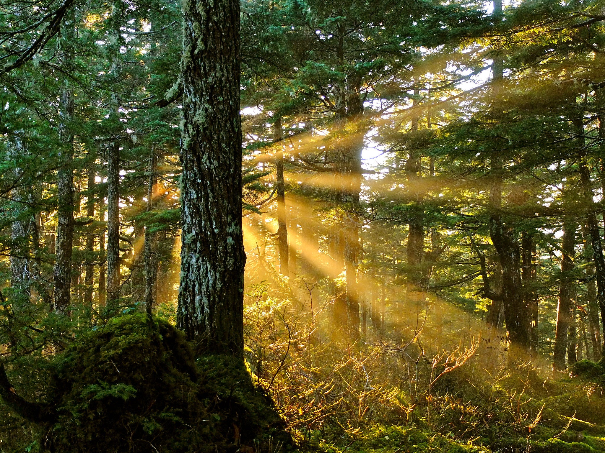 "Tongass National Forest, Alaska"