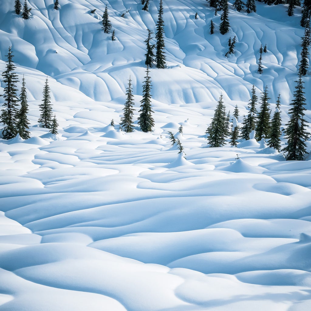 Snowshoe to Paradise (Literally) in Mount Rainier National Park