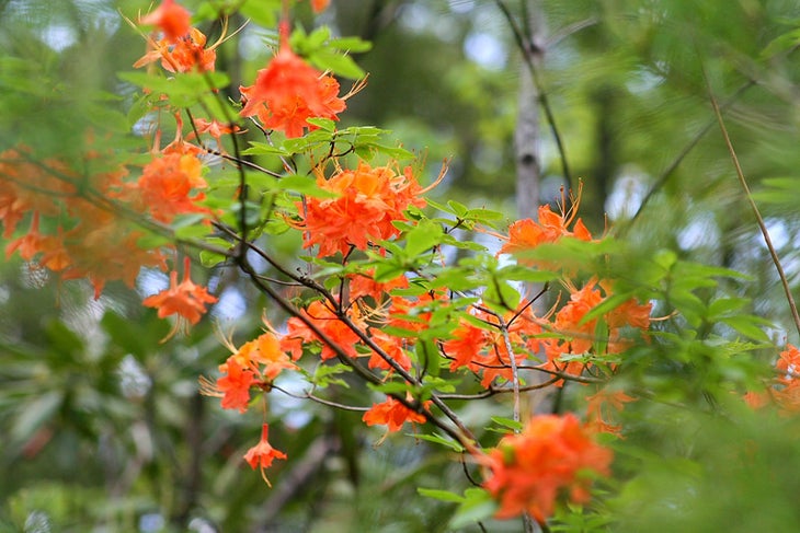 smoky-azaleas great smoky mountains national park