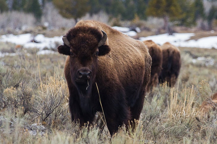 yellow-bison yellowstone bison