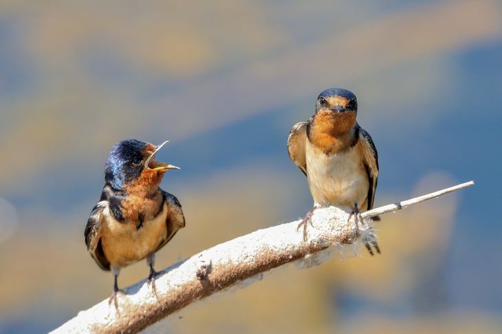 APA_2016-A1_2698_6_Barn Swallow_dennis_derby_KK None