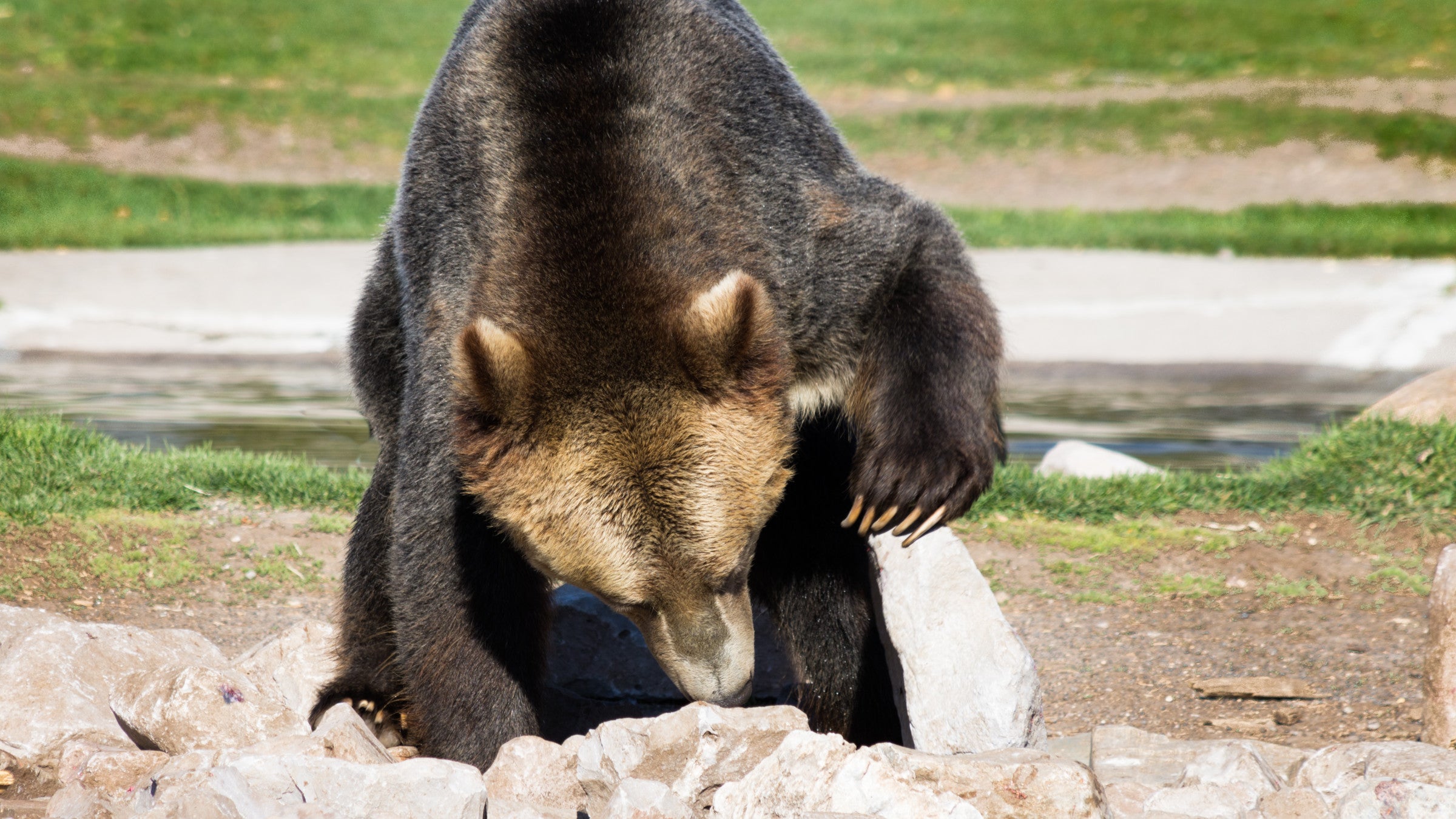 Grizzly looking for food