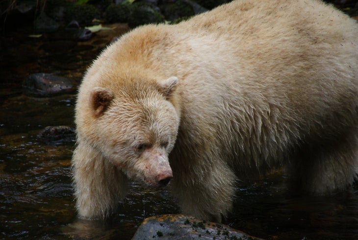 Why Are Spirit Bear Sightings Declining?
