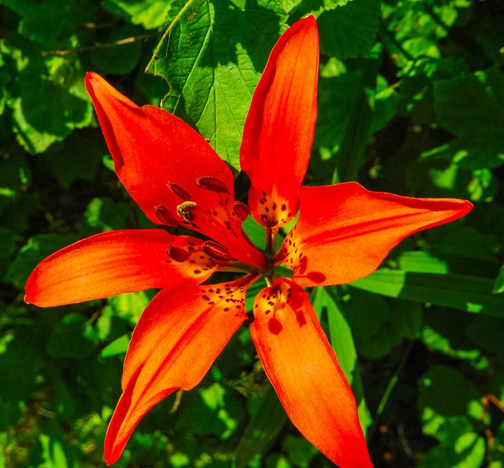 wood lily None