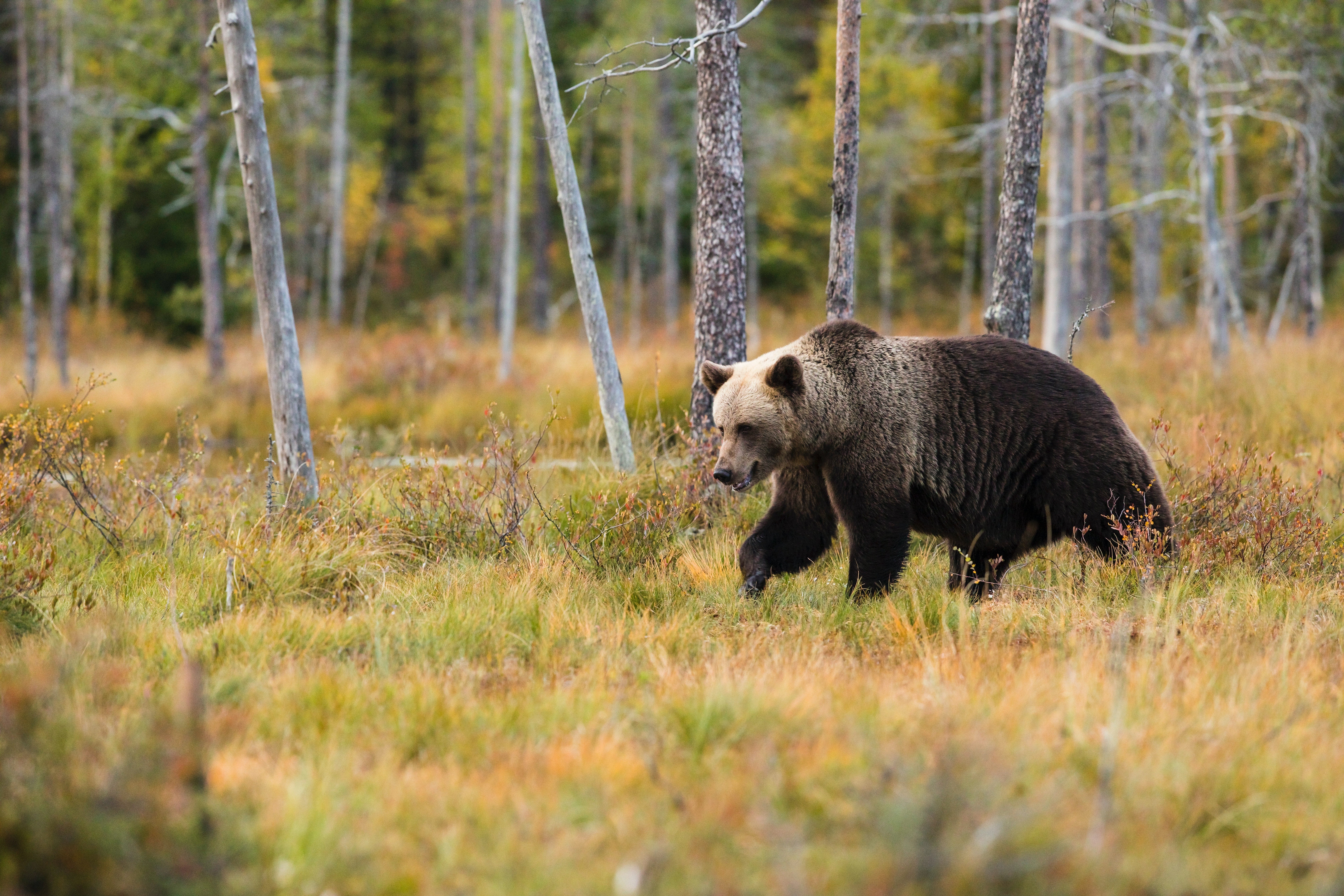 "Black bear walking through the grass with aspen trees in the background."