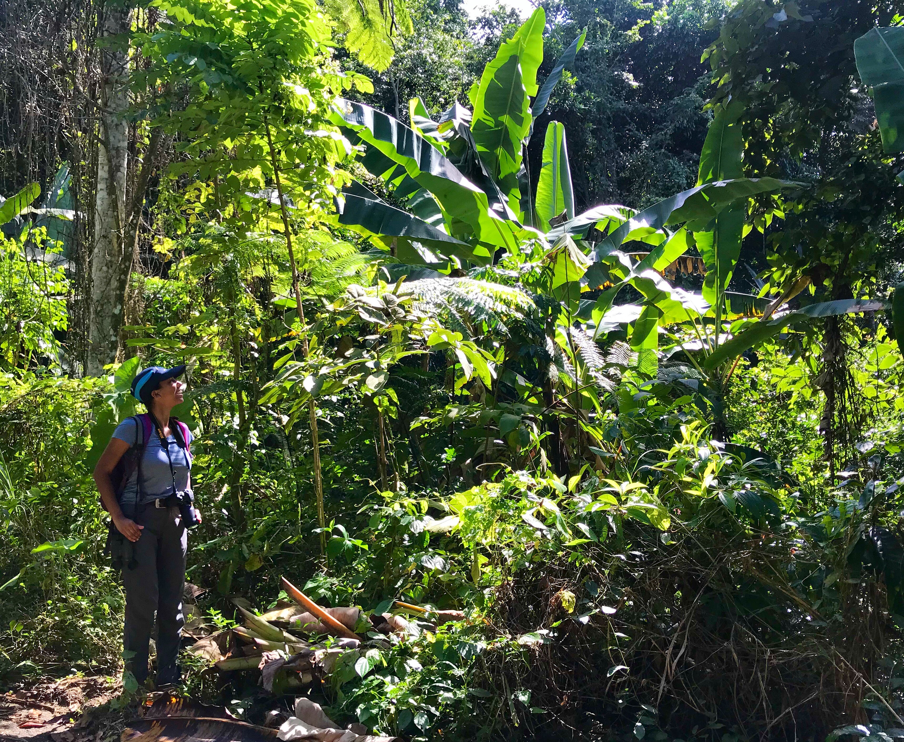"Ambler Wendler birds in Puerto Rico"