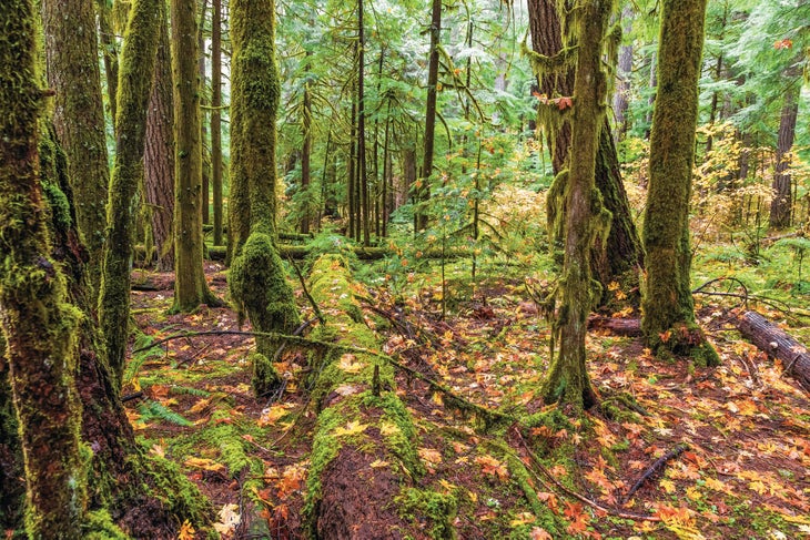 0520Feat_Woods_ORAdobe322492391_bjk forest