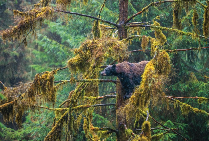 0520Feat_Woods_TongassTandem39908688_bjk bear in tree
