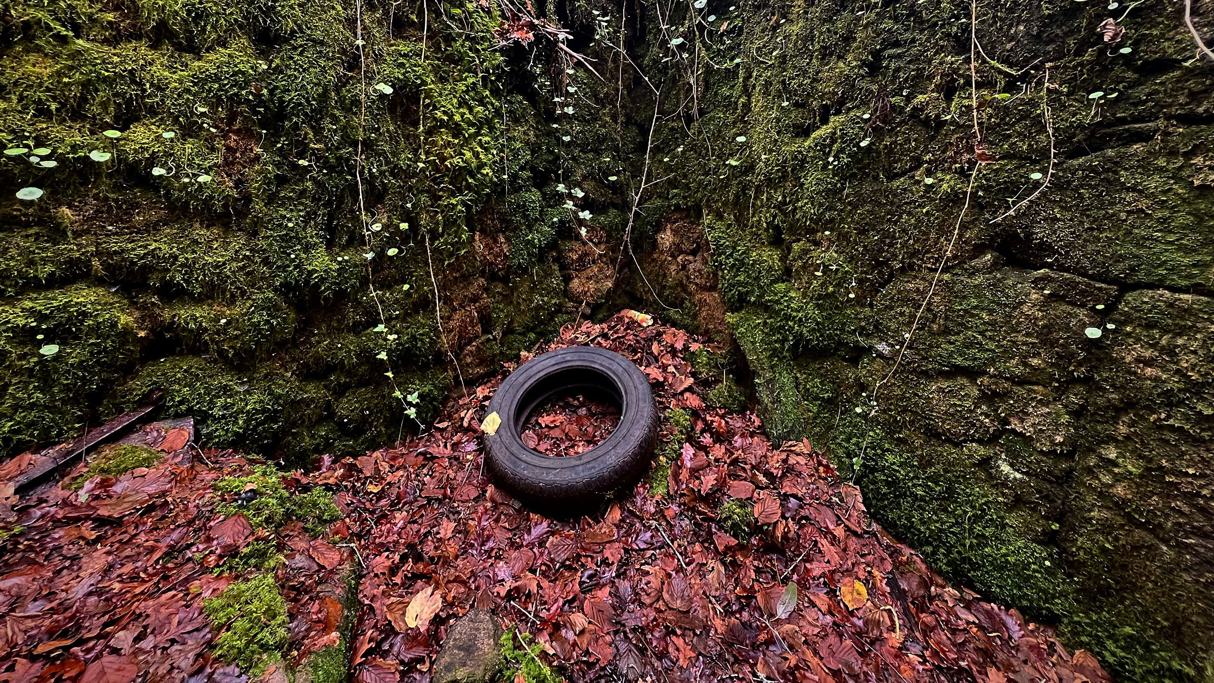 tire in forest
