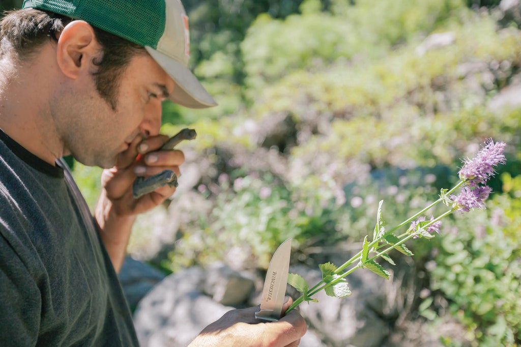 The Beginner's Guide to Foraging