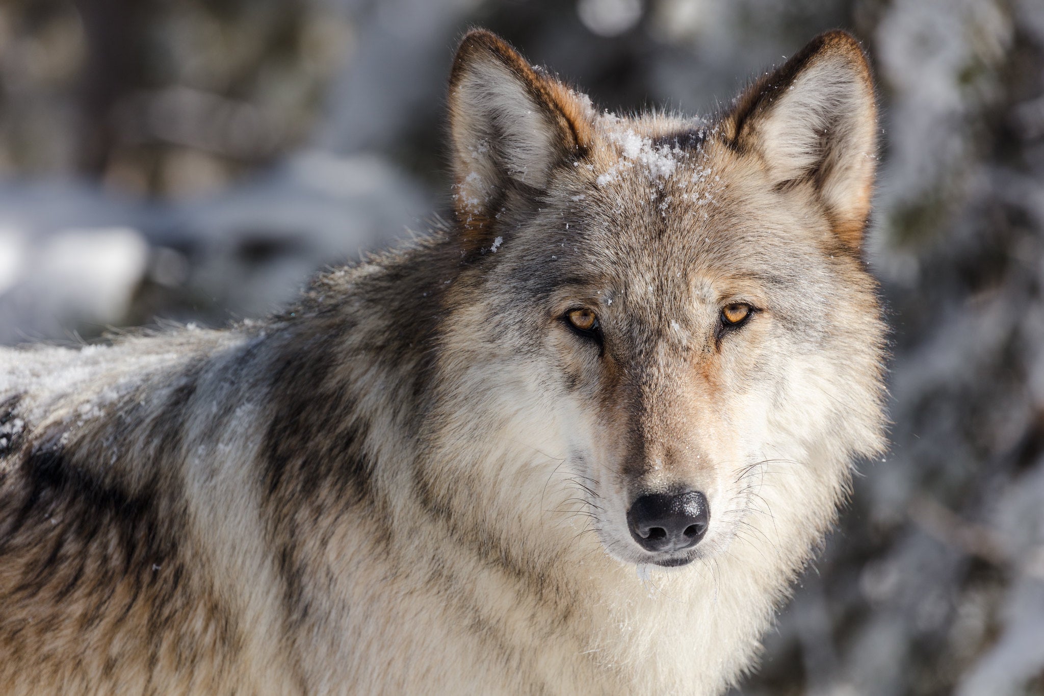 The Battle Over Reintroducing Wolves To Colorado
